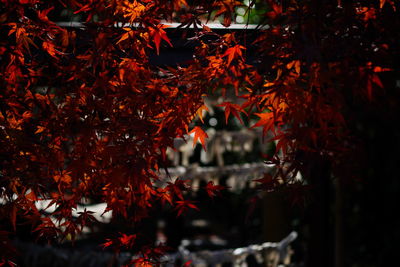 Close-up of yellow flowering plant