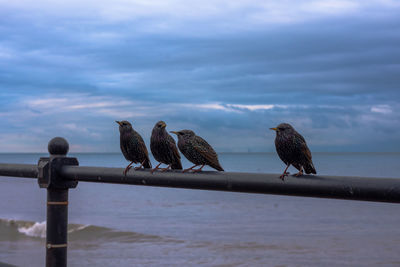 Starlings on rail