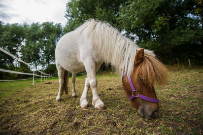 Close-up of horse standing on field against sky