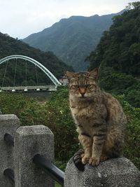 Cat sitting on mountain