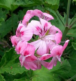 Close-up of pink flowers