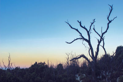 Silhouette bare trees against clear blue sky