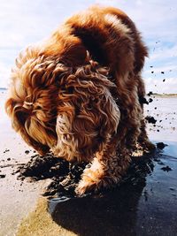 Close-up of a dog on beach