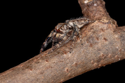 Close-up of insect on wood