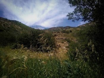 Scenic view of field against sky