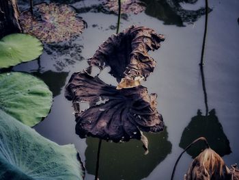 High angle view of dry leaves floating on water