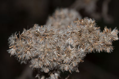 Close-up of plants