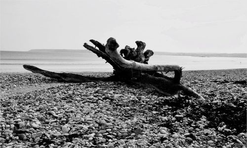 Dead tree on beach against clear sky