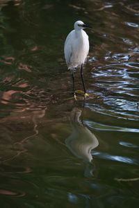 White bird perching on a lake