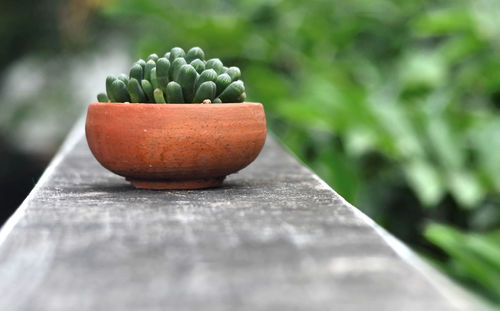 Little cactus in earthenware, haworthia obtusa