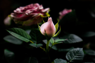 Close-up of pink flowering plant