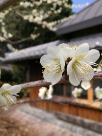 Close-up of white flowers blooming outdoors