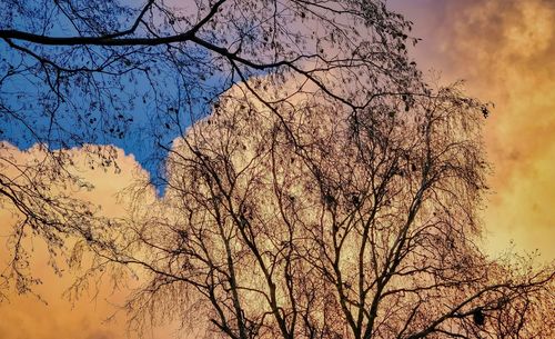 Low angle view of bare tree against sky