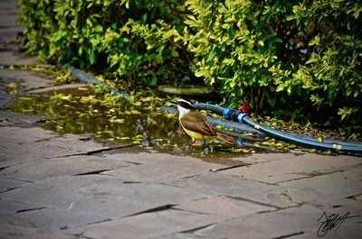 Bird perching on footpath by plants