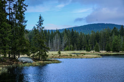 Scenic view of lake by trees in forest against sky