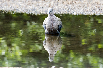 Close-up of bird perching on lake