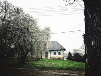 Bare trees on grassy field