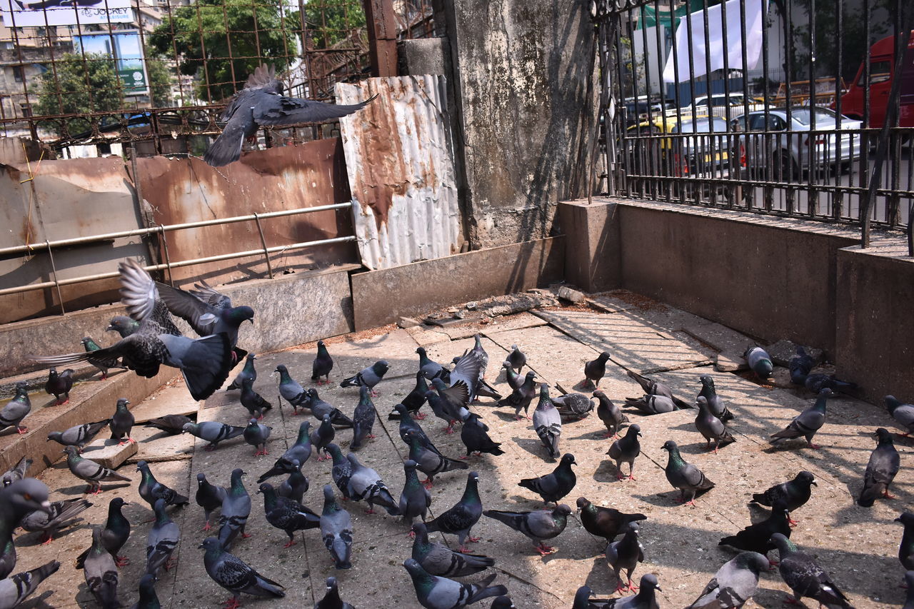 VIEW OF PIGEONS PERCHING ON THE WALL