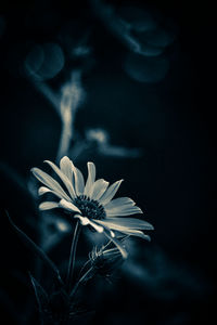 Close-up of flowering plant against black background