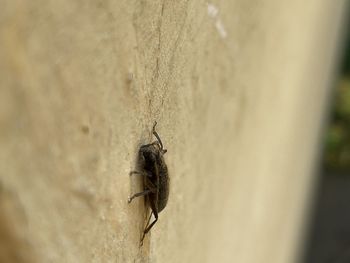 Close-up of fly on wall