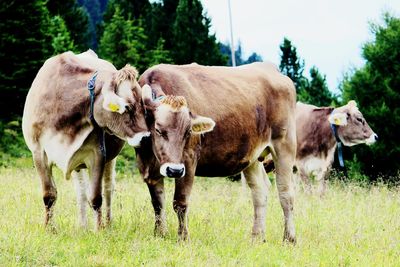 Cows standing in a field