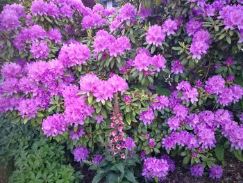 High angle view of pink flowering plants