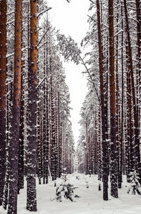 Trees on snow covered field during winter