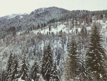 Pine trees in forest during winter