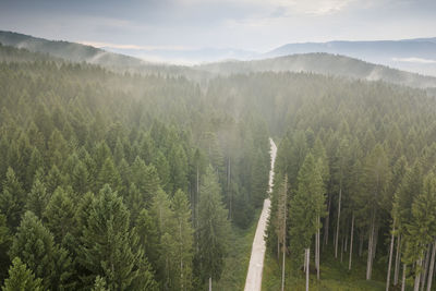 Panoramic view of pine trees in forest against sky