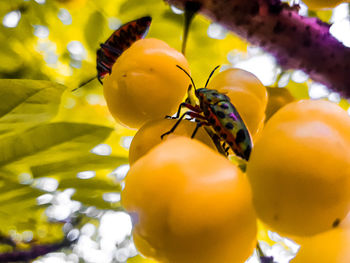 Close-up of insect on yellow flower