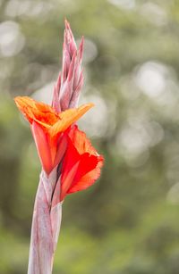 Close-up of red flower