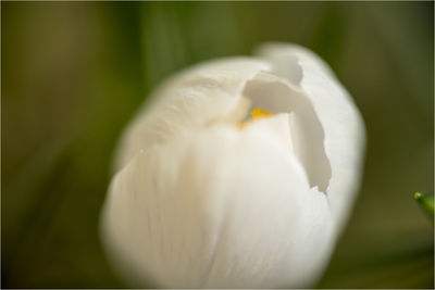 Close-up of white flower blooming outdoors