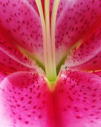 Close-up of pink flower