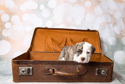 Close-up of dog in bag