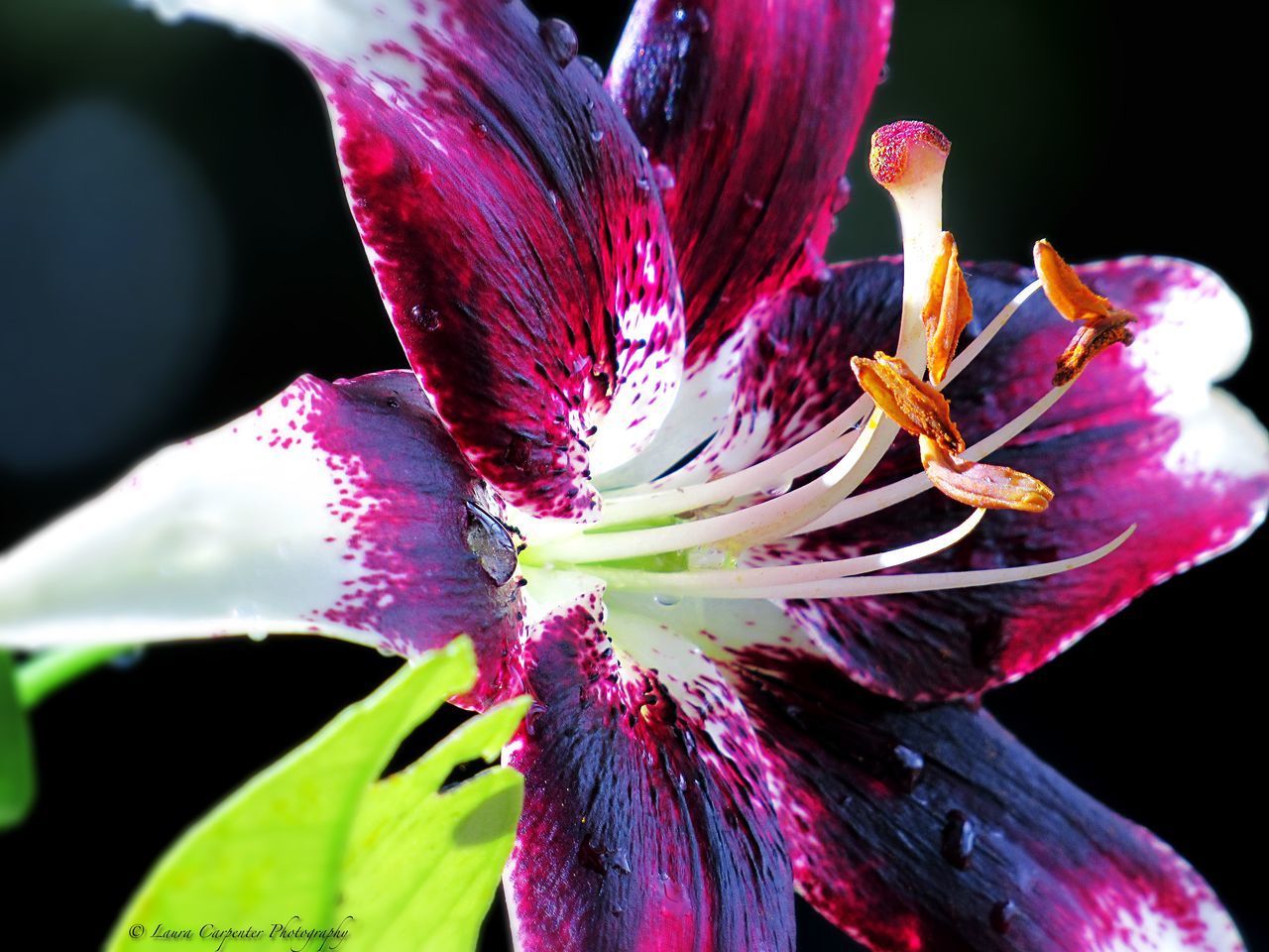 CLOSE-UP OF PURPLE LILY PLANT