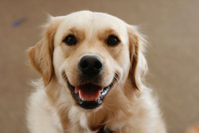 Close-up portrait of dog at home