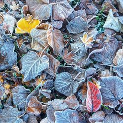 High angle view of maple leaves on street