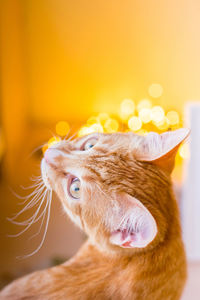 Close-up of a cat looking away