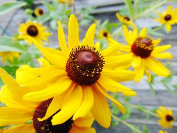 Close-up of sunflower blooming outdoors