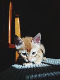 Close-up portrait of a cat