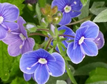 Close-up of purple flowers blooming outdoors