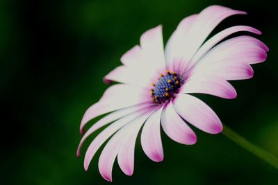 Close-up of pink flower