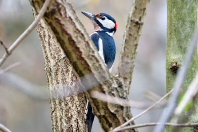 Bird perching on a tree
