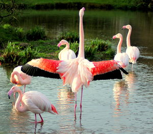 View of flamingos in water