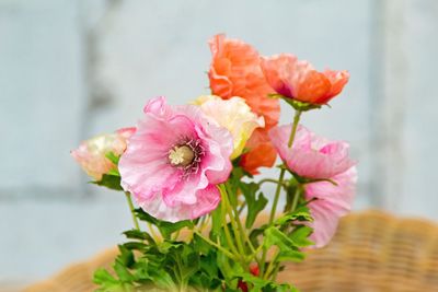 Close-up of pink flowers blooming outdoors