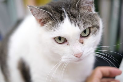 Close-up portrait of cat