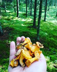 Close-up of woman holding mushroom growing in forest
