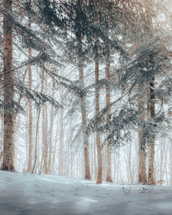 Snow-covered fir forest