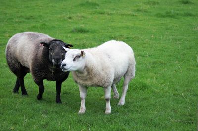 Sheep standing in a field