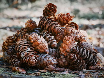 Close-up of stacked pine cones 